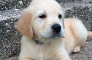 Puppy Wears Braces After Crooked Teeth: 'Why Didn't You Bring Me a Gold One?'