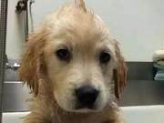Little Golden Retriever Unhappy Due to Dental Issues, Becomes Confident After Wearing Braces
