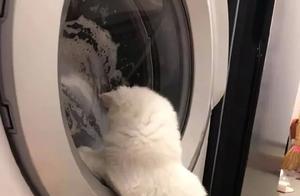 The Owner Put the Cat's Favorite Plush Toy in the Washing Machine, and the Cat Watched It Constantly