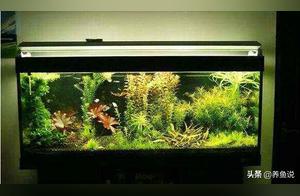 How long should the aquarium light be on? Learn the scientific method of controlling light to protect ornamental fish and save electricity.