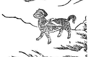 The ‘Luo Dog’ Recorded in the ‘Shan Hai Jing’ – Could it be the Modern Tibetan Mastiff?