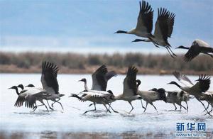 Wining, Guizhou: Black-necked Cranes Migrate North