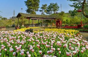 Beautiful! Millions of Tulips Bloom Splendidly in Ba Nan
