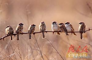 Qingyang, Gansu: The Spirit of Sparrows