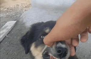 Rural Mud Dogs Always Surprise Us: Red Teeth Are Truly Rare