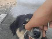 This small dirt dog with snow-rising four paws, bear heart, red teeth, a good person found a treasure!