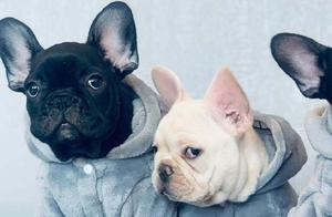 French Bulldogs: Cute but Beware of These 7 Flaws – You Might Want to Rethink Getting One