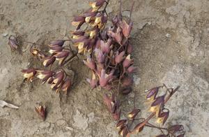Small Hemp Seed Pods, and Their Uses, 3-Minute Interpretation of Hemp Seed Pods