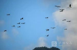 First Discovery! Large Groups of Endangered Guàn-billed Storks Arrive in Danshan Mountain, Xuyong