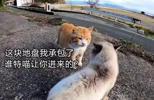 I actually witnessed two cats arguing for 4 minutes, and it turned out the orange cat truly deserved it!