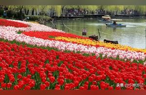 Tulips in Jing'an Danning Park, Shanghai – A Vibrant Display of Red, Yellow, and Purple