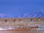 The Second Qinghai-Tibet Plateau Scientific Research Findings Show Continuous Improvement in the Sanjiang Source Ecosystem