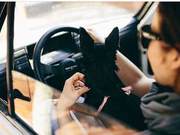 Canadian Police Warn Drivers: Doing This Will Result in Heavy Fines