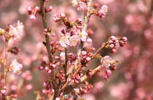 Cherry Blossoms Bloom in Beijing's Yuyuantan Park