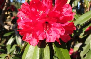 I am Baili Duijuan, I endorse Baili Duijuan Flowers!