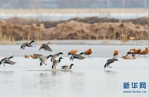 Hai River Reservoir Welcomes Migratory Birds