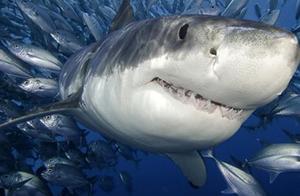 How did a female hammerhead shark give birth to a baby shark without mating with a male shark?