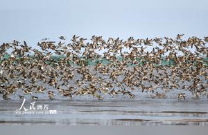 Tens of Thousands of Migratory Birds ‘Lead the Way’ to Jiangsu Yancheng Dongtai Tiaozini Wetland