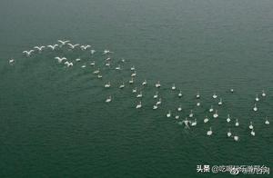 In Early Spring, White Swans Pass Through Xingtai Dongchuan Reservoir