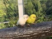 Parrot Only Allows Boys to Pet It, Girls Will Run Away When It Does! Netizens Uncover: Women Have This Scent
