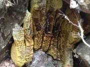 Why Don't Bees Immediately Flee After a Hive Is Destroyed? It's About Sacrificing Themselves to Save the Queen
