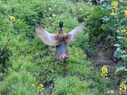 Anhui's Yixian County: 'National Protection' Colorful Wild Pheasants Appear in Huangnan