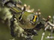 Interesting Bird Names
