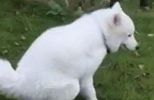 Dog's Random Defecation and Urination - It's Not Just a Matter of a Few Punishments, These Methods Might Be Effective