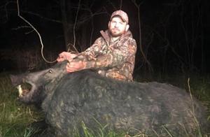 A 450-Pound Giant Wild Boar Shot Close-Range by Hunters, Revealing its Teeth, and with a Strong Build