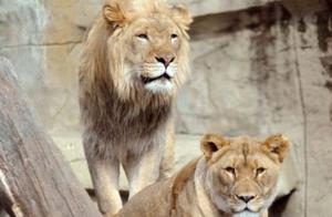 Lion Couple's 12 Years of Love! Male Lion Passes Away 10 Days After Death, Female Lion Goes to Heaven with Husband