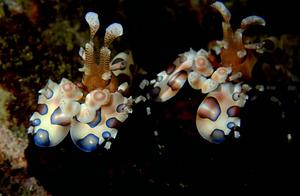 Shrimp: Clown Shrimp (An)
