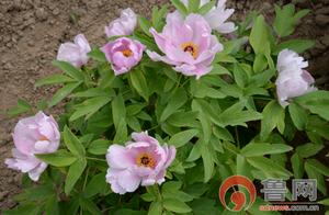 Peonies in Heze Tianxiang Park Gradually Blooming, Entering Peak Flowering Period