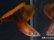 Common Diseases of Guppies