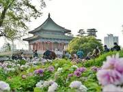 I'm Waiting for You in Xi'an | 'Spring Colors' are Seriously Addictive to Share!