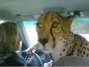 Woman Orders Ride Online, Discovers Driver Has a Leopard Instead of a Service Dog