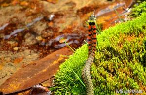 Tiger Snakes (Wild Chicken Neck)! A Group of High-Definition Outdoor Tiger Snake Pictures, Truly Beautiful