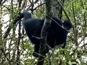 Look! The 'Giant Panda' of the Monkey World Appears in Guizhou