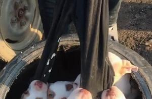 A Group of Puppies Pulled Pants Off, Owner Roars: 'Who Took the Pants?'
