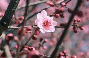 Spring is as beautiful as a painting; it's the perfect time to enjoy the blossoms!