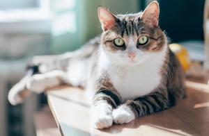 First Confirmed Case of Cat Diagnosed with Coronavirus, Incident Occurred in Belgium, Possibly Due to Owner Infection