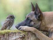 German Shepherd and Owl "Inseparable – Their Eyes Never Left Each Other" Online Users: Photo So Romantic