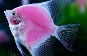 Peacock Angelfish