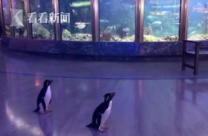 Aquarium Closures: Penguins 'Visit' Other Animals During Pandemic