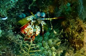 Water Shrimp and Crab (12): Shrimp (8) - Peacock Mantis Shrimp
