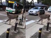 Deer Obeying Traffic Rules Bows to Thank Driver After Being Yielded