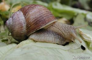 Animals with Over 25,600 Teeth, Agricultural Pests, Yet Still Bringing Economic Benefits to Farmers