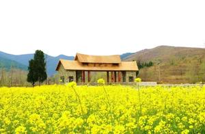 Too much closure due to the epidemic, opened to see, Linqu Guanhù Shān was completely submerged in rapeseed flower seas...