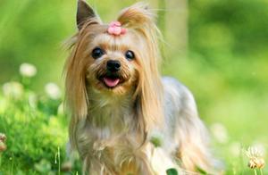 6 Advantages of Yorkshire Terriers – It's No Surprise So Many People Keep Them!