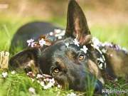 Dog’s Self-Immune Diseases: Classification, Causes, and Prevention