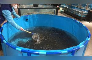 200 Jin Small Catfish Delivered! Wuhan Zoo's 'Bear Children' No Longer Need to Go Hungry
